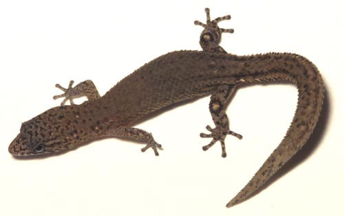 lizard_big