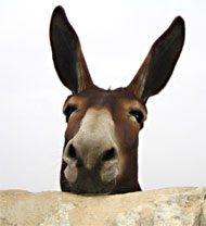 11206-0637Donkey