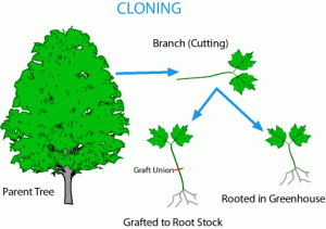 CLONING